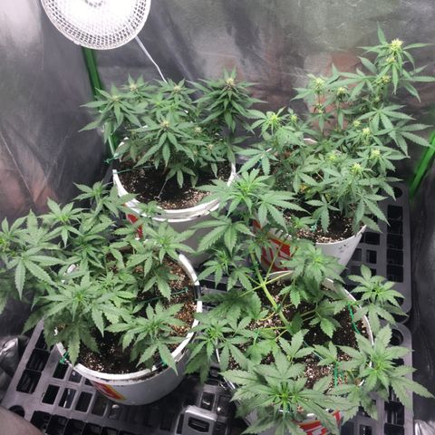 Purple Lemonade  growlog timeline photo