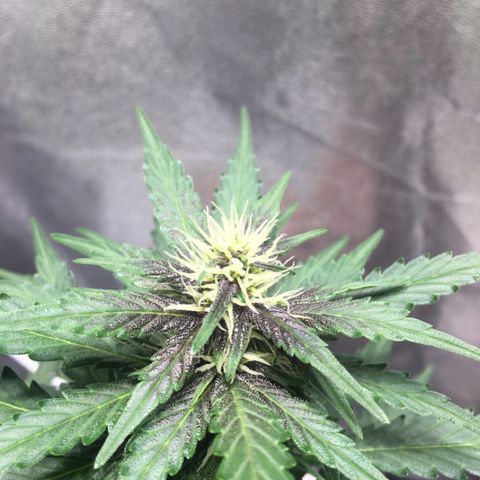 Purple Lemonade  growlog photo: PL