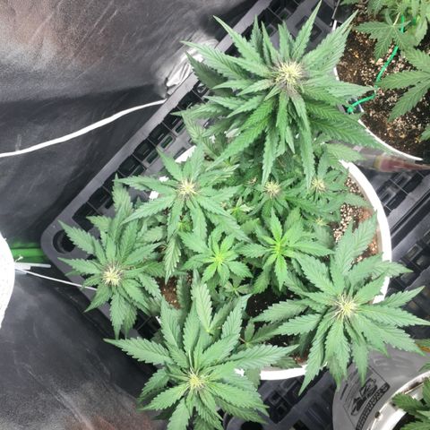Purple Lemonade  growlog photo: PL flowering and showing crystals 