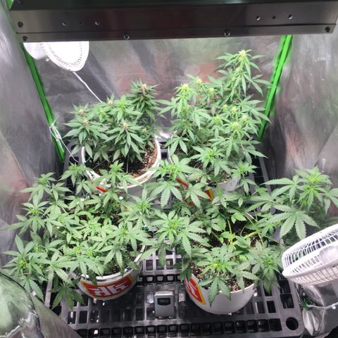 Purple Lemonade  growlog photo: Have to stand on bed to get everything in frame :)
Everybody flowering :)