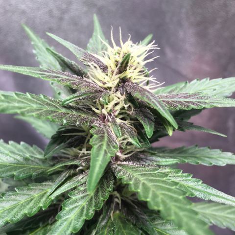 Purple Lemonade  growlog photo: PL