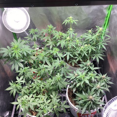 Purple Lemonade  growlog photo: ZK and PL swapped back positions