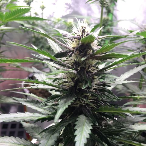 Purple Lemonade  growlog photo: PL