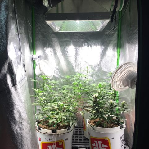Purple Lemonade  growlog timeline photo