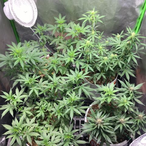 Purple Lemonade  growlog timeline photo