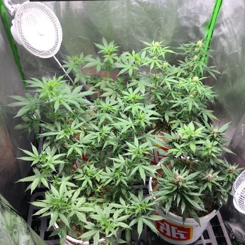 Purple Lemonade  growlog photo: Tent filling up
