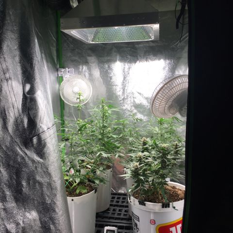 Purple Lemonade  growlog photo: Tent filling up, raised lights from 78cm to 80cm