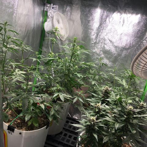 Purple Lemonade  growlog photo: Tent filling up, raised lights from 78cm to 80cm