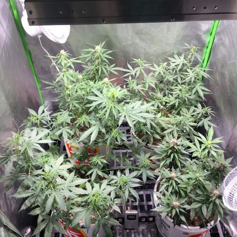 Purple Lemonade  growlog photo: Tent filling up, raised lights from 78cm to 80cm