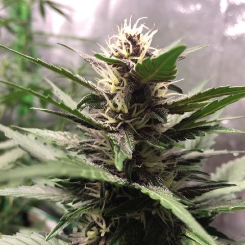 Purple Lemonade  growlog photo: PL thickest cola