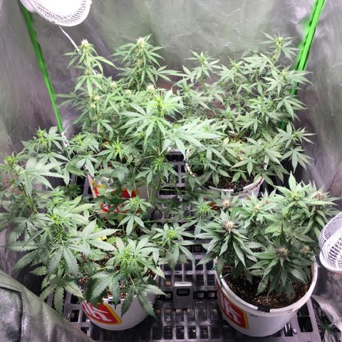 Purple Lemonade  growlog timeline photo