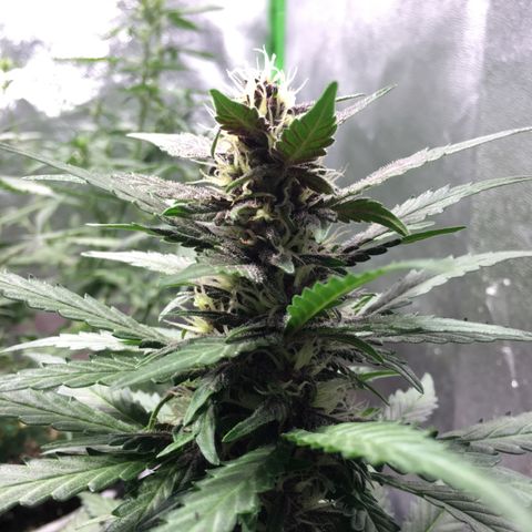 Purple Lemonade  growlog photo: PK