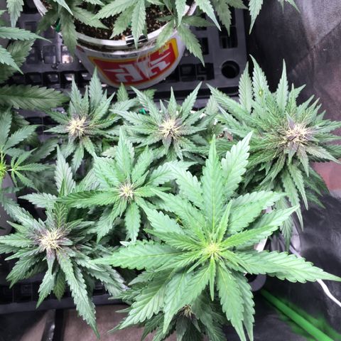 Purple Lemonade  growlog photo: PL