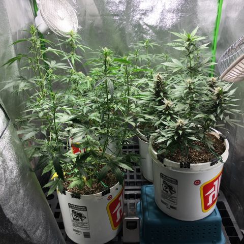 Purple Lemonade  growlog timeline photo