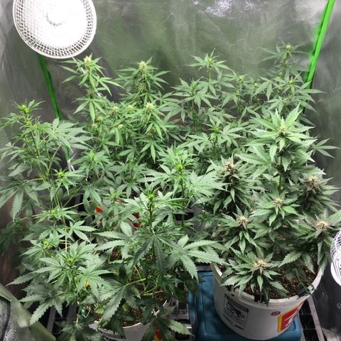 Purple Lemonade  growlog timeline photo