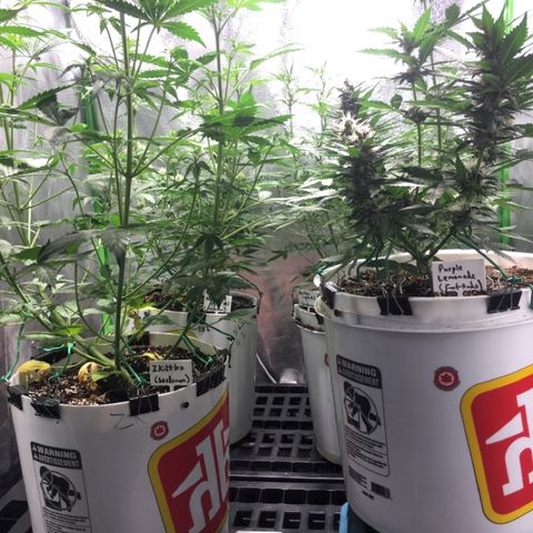 Purple Lemonade  growlog photo: Labelled plants 