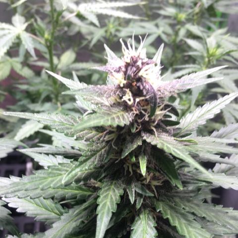 Purple Lemonade  growlog photo: PL