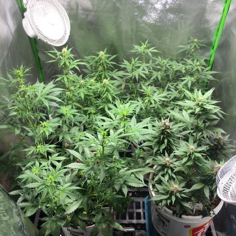 Purple Lemonade  growlog photo: 😁😁😁😁