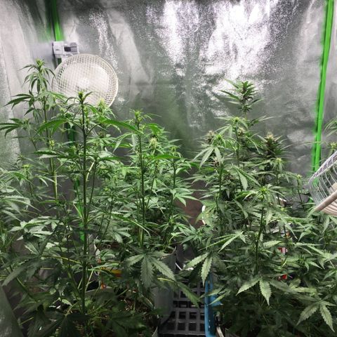 Purple Lemonade  growlog timeline photo