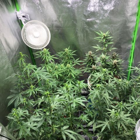 Purple Lemonade  growlog timeline photo