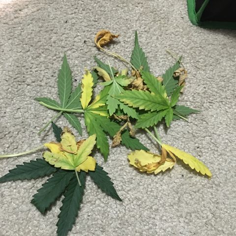 Purple Lemonade  growlog photo: Trimmed dead leaves. PL had only  one tiny dead leaf.