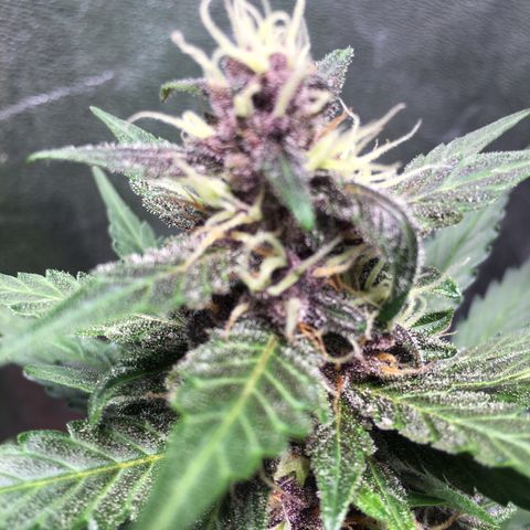Purple Lemonade  growlog photo: PL