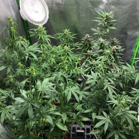 Purple Lemonade  growlog timeline photo