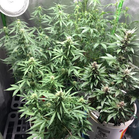 Purple Lemonade  growlog photo: Rearranged tent. Back left to front right:
NL#2, ZK, NL#1, PL