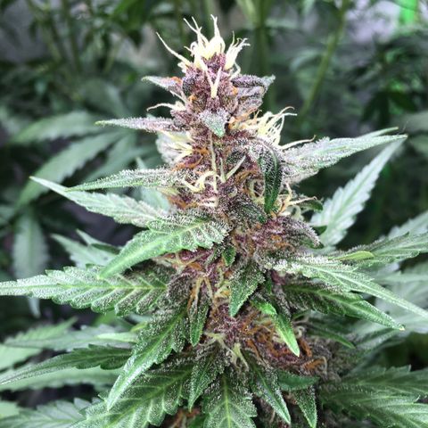 Purple Lemonade  growlog photo: PL