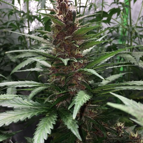 Purple Lemonade  growlog photo: PL
