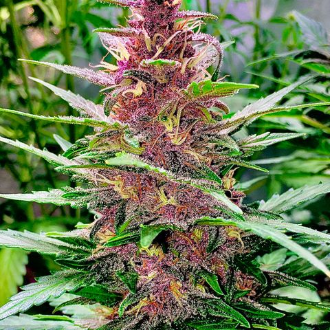 Purple Lemonade  growlog photo: Photo edited