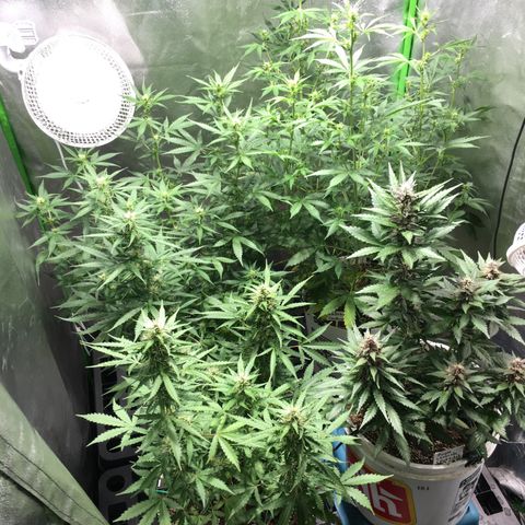 Purple Lemonade  growlog photo: NL1, ZK, NL2, PL