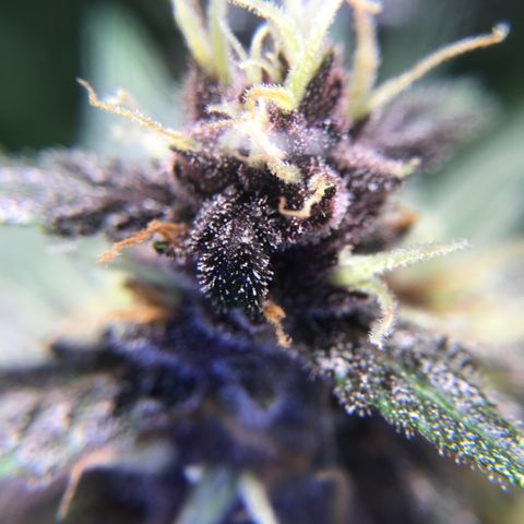 Purple Lemonade  growlog timeline photo
