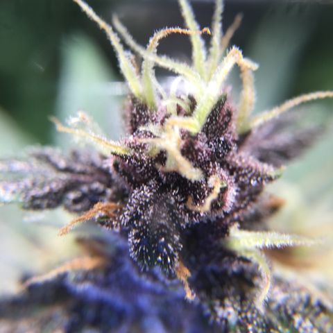Purple Lemonade  growlog timeline photo