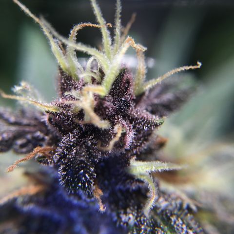 Purple Lemonade  growlog timeline photo