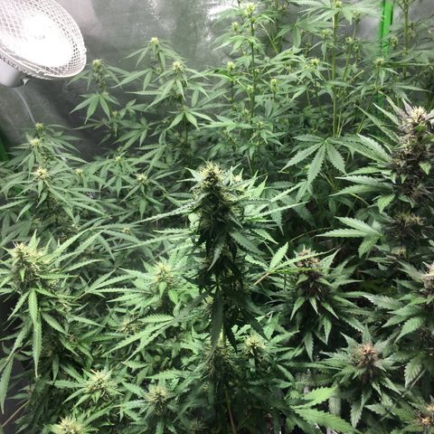 Purple Lemonade  growlog photo: View from window