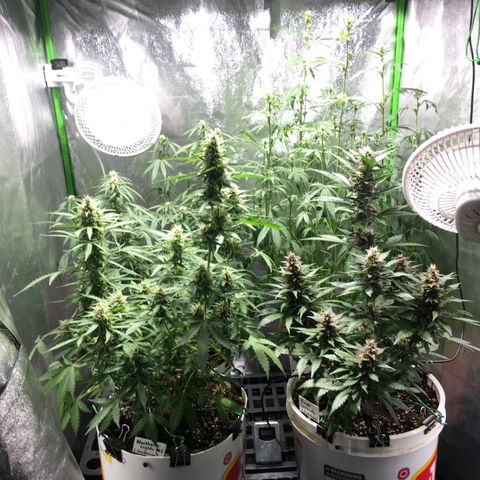 Purple Lemonade  growlog photo: Plants a bit droopy but have just been fed