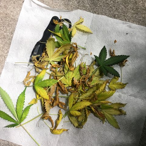 Purple Lemonade  growlog photo: Pulled off by hand a lot of dead lower leaves. Left a few that were half damaged