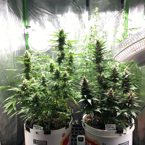 Purple Lemonade  growlog photo: Fattening up and some buds getting more solid bulky feeling when squeezed 