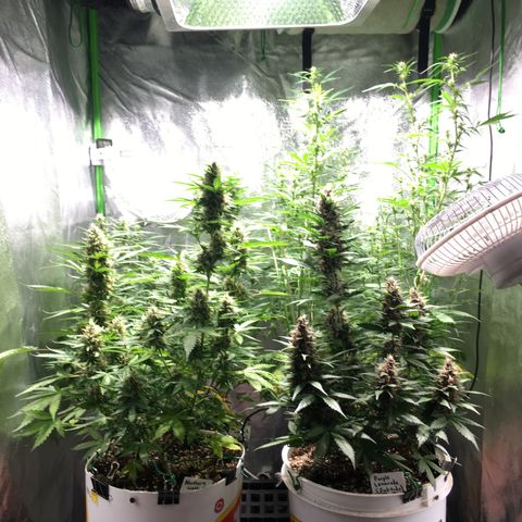 Purple Lemonade  growlog photo: Smell is strong, not sure if I can harvest everything at once...Will watch closely