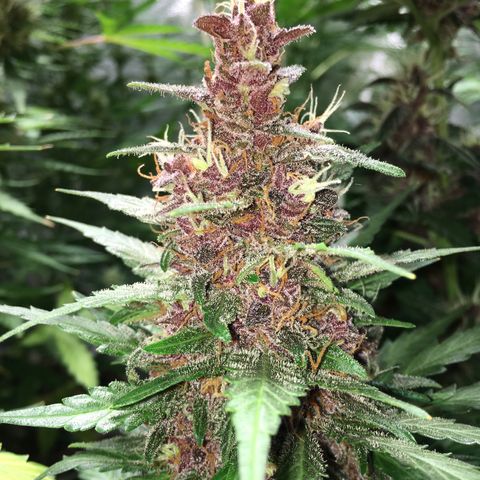 Purple Lemonade  growlog photo: PL