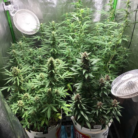 Purple Lemonade  growlog photo: Very packed tent