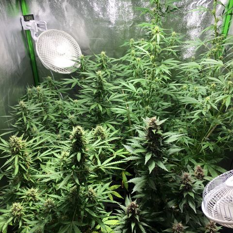 Purple Lemonade  growlog photo: :)
