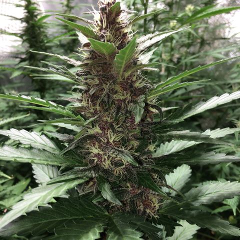 Purple Lemonade  growlog photo: PL tallest branch