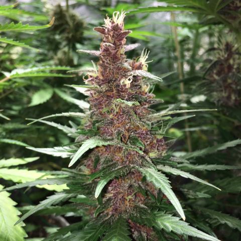Purple Lemonade  growlog photo: PL main cola