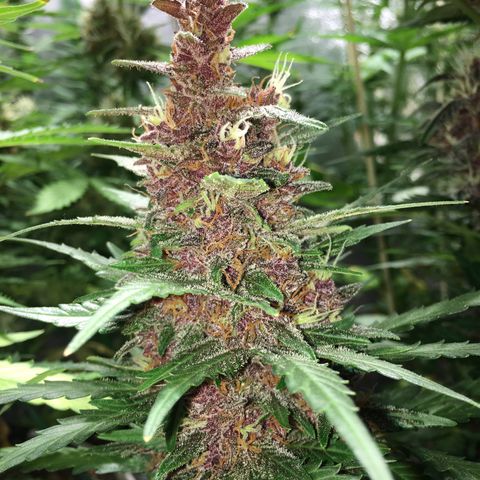Purple Lemonade  growlog photo: Photos from iPhone with flash