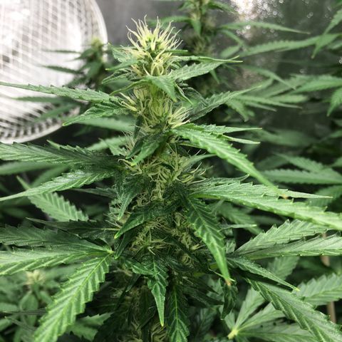 Purple Lemonade  growlog photo: Photos from iPhone with flash