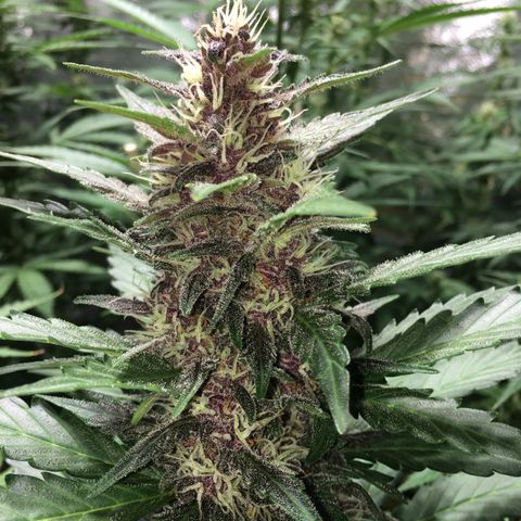 Purple Lemonade  growlog photo: Photos from iPhone with flash