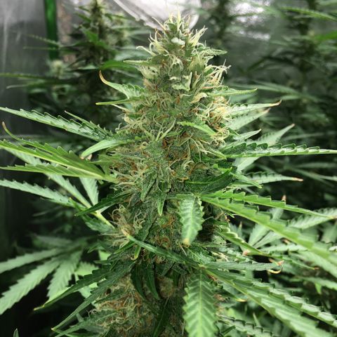 Purple Lemonade  growlog photo: Photos from iPhone with flash