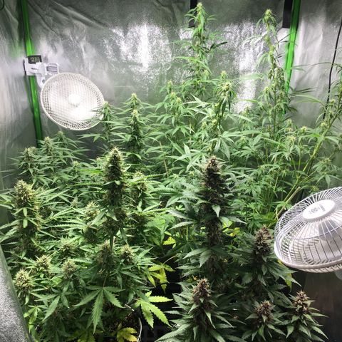 Purple Lemonade  growlog photo: Happy tent.
ZK - made small adjustments to support poles to lean colas away from light.